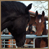 Pferd